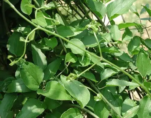 农村没人要的这种野草,它竟是风湿痹痛的克星,还能治脚气!