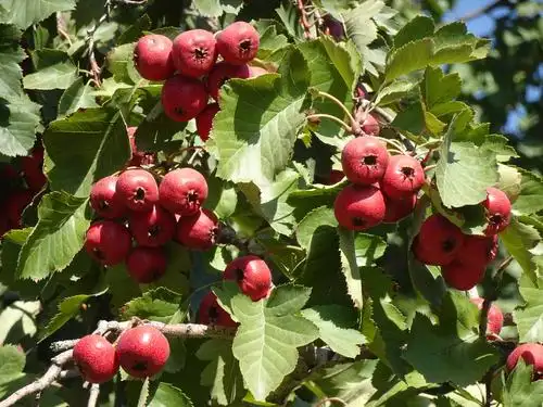 山楂树上又红又大的山楂果.