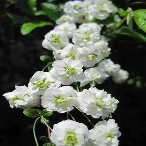 基地重瓣雪柳苗重瓣喷雪花苗日本重瓣雪柳苗当年开花
