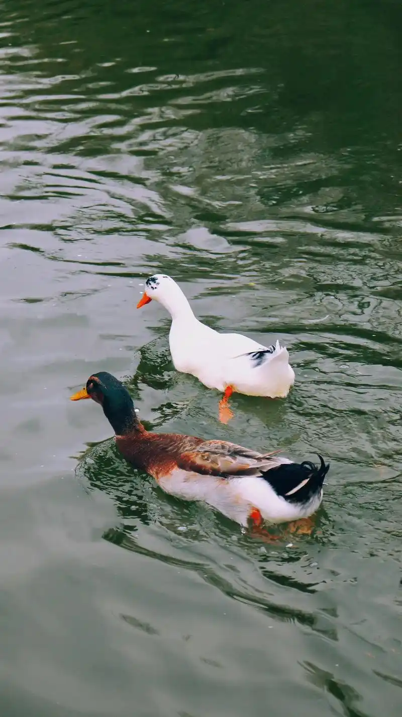 我在西安也拍到春天啦.