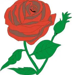 一朵手绘红色月季花