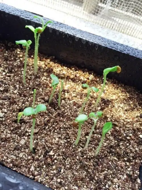 盆栽薰衣草的播种步骤与生长日记(2)