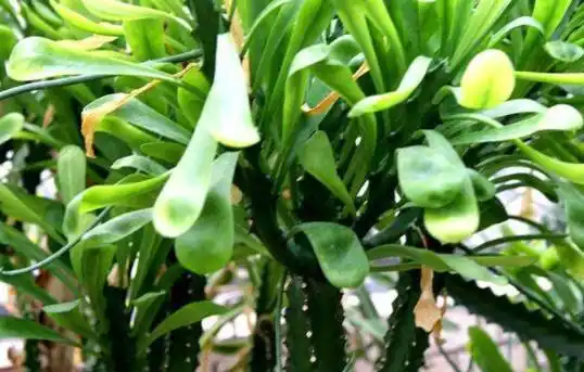 盆栽霸王鞭需要这样养,一起看看吧!