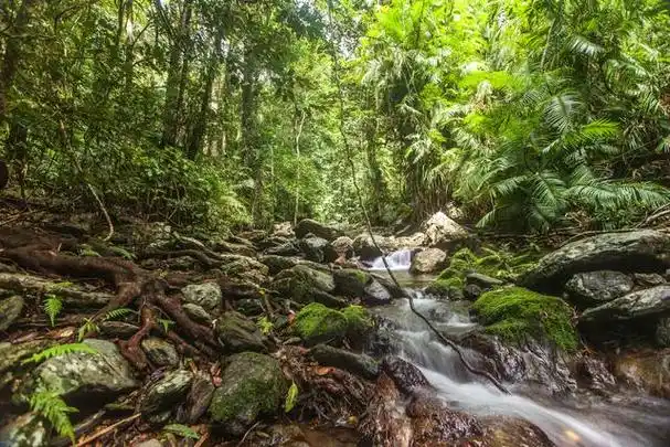 亚马逊热带雨林到底多可怕?这里被称为绿色天堂,实则人类禁区