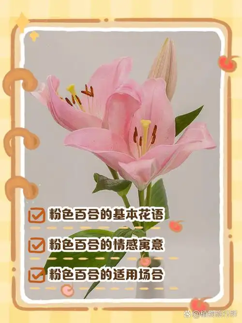 粉色百合花的花语和寓意