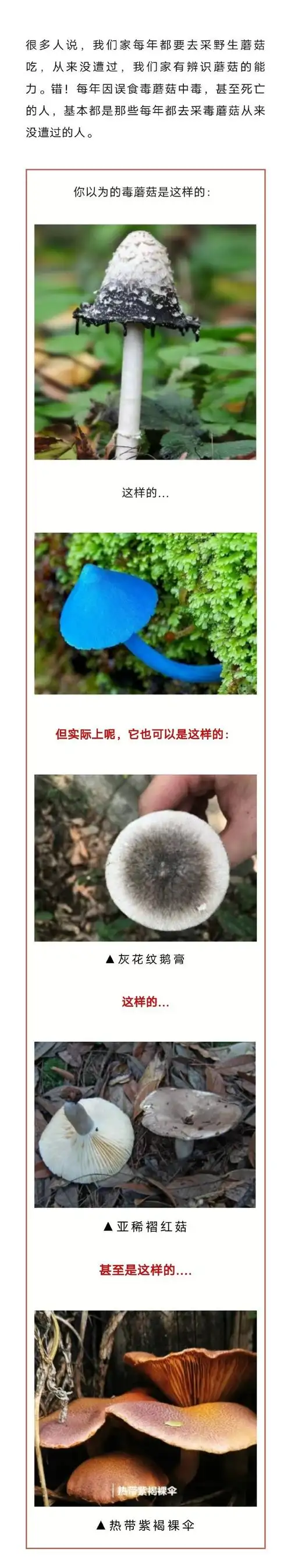 气温升高,野生菌进入生长旺季,也是野生菌中毒的高发期,一旦食用不当