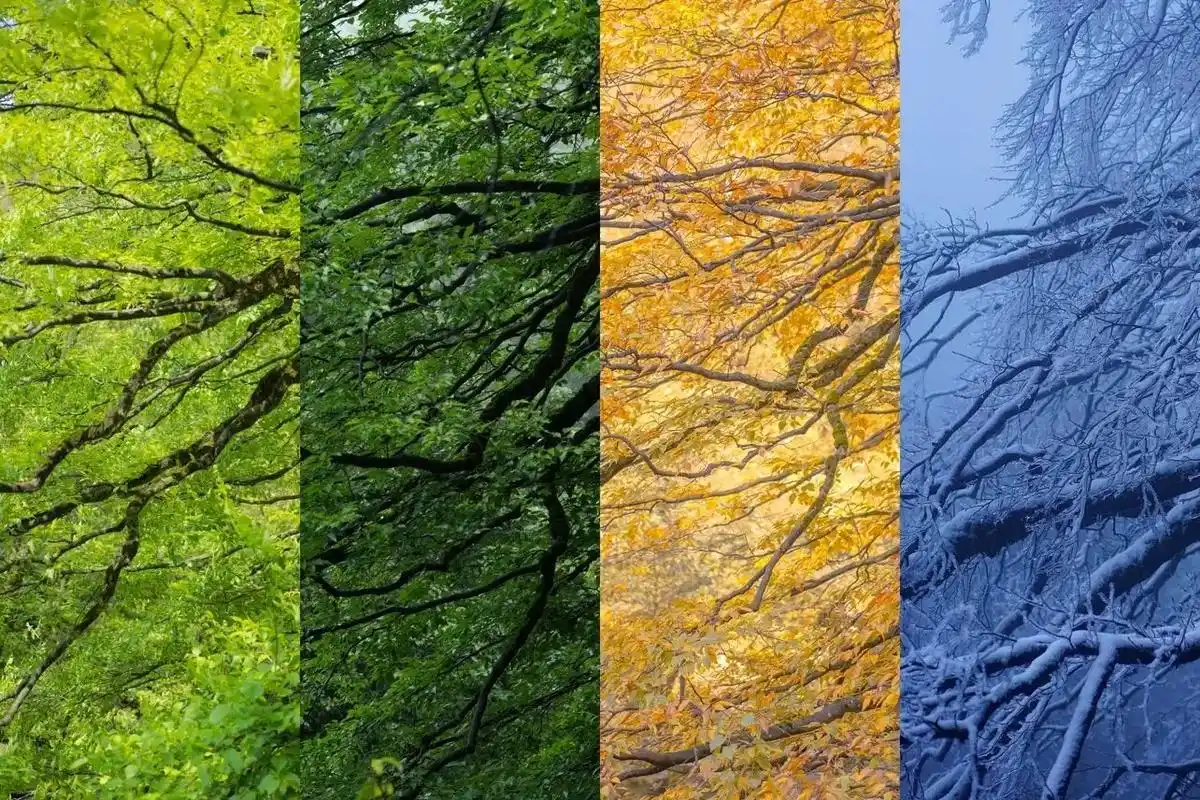 四季缓慢的轮转.#infj #治愈系风景 #树 #inmyf - 抖音