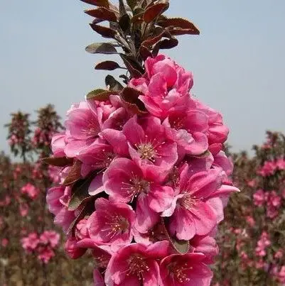 供应北美海棠价格西府海棠垂丝海棠冬红海棠绚丽海棠