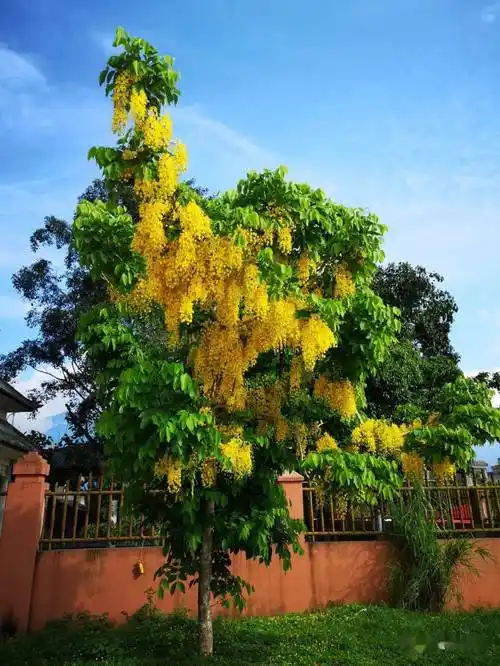 德宏首次发布主要乡土绿化树种名录_皂荚_云南_东京