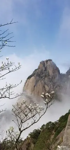 黄山之巅玉兰花绽放 徐金武 摄