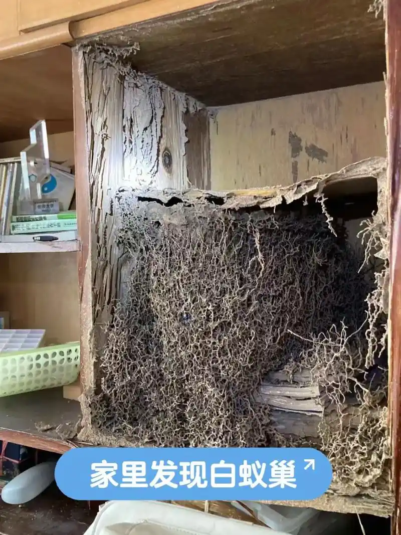 白蚁入侵家中有什么危害7215.