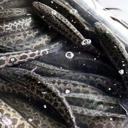 【活鱼现杀,按活鱼称重】草鲡鱼 黑鱼(活鱼现杀)约2-2.5斤/条