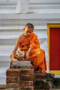 小沙弥古庙在大城府,泰国的猫猫照片