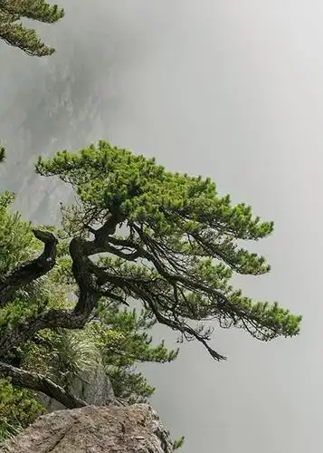 上一页 下一页 作品名称: 奇秀  作品描述: 奇秀的不老松成了庐山的