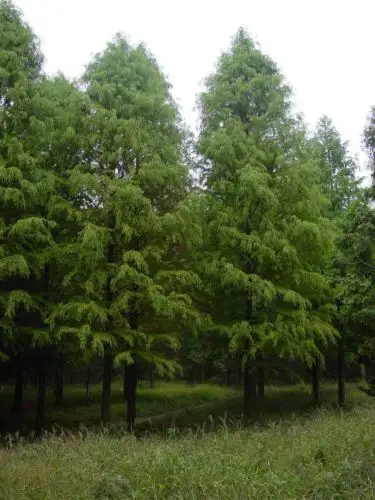 (大丰杉树基地)湖北(杉木研究所)中山杉形态特征中山杉为半常绿高大