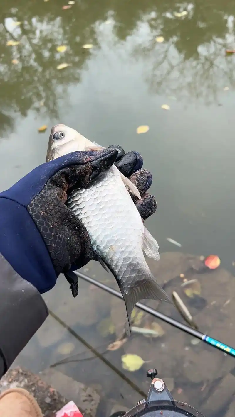 野钓哪有什么技巧 只有天天搞#野生鲫鱼真实图片大全 #鱼获满 - 抖音