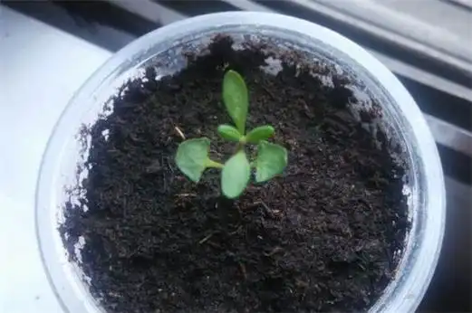 模拟开花培养土中的环境,注意遮光教程,薰衣草几天发芽成活,薰衣草