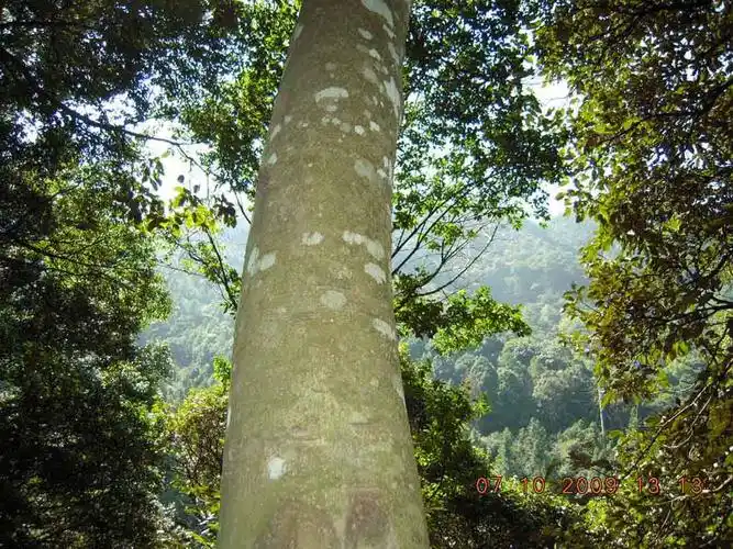 什么树能形成沉香?