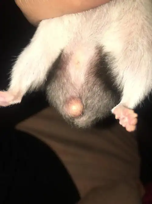 金丝熊是公的,两三个月了,是病吗?