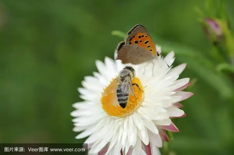 白花上的蜜蜂和蝴蝶