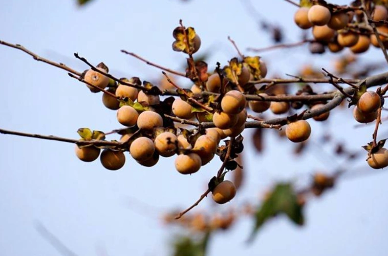 味道甜美的君迁子背后也有这样的传奇事儿!