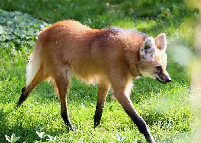 鬃狼—犬科动物中的长腿超模