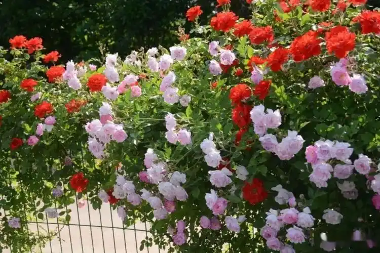 月季花的寓意是什么