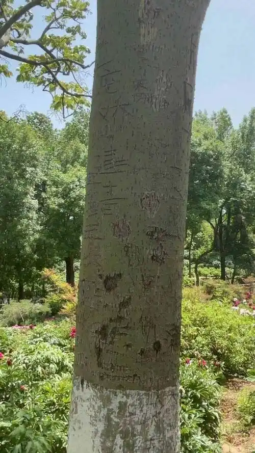 "树上刻的字大部分是以前刻的,现在很少有人在树上刻字了.