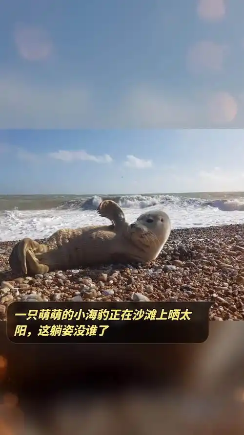 一只萌萌的小海豹正在沙滩上晒太阳,这躺姿没谁了-度小视