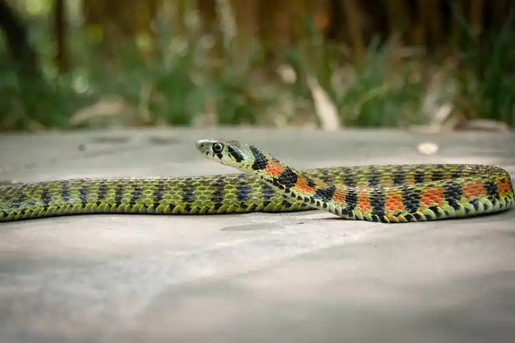 蛇身青色脖子向下5分之1颜色有红色黄色是什么蛇? - 知乎