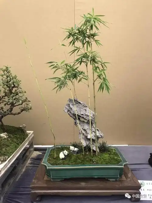 竹子盆景欣赏及其矮化技巧
