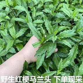 马兰头新鲜红梗马兰蔬菜鸡儿肠山坡菜农村现摘现发包邮