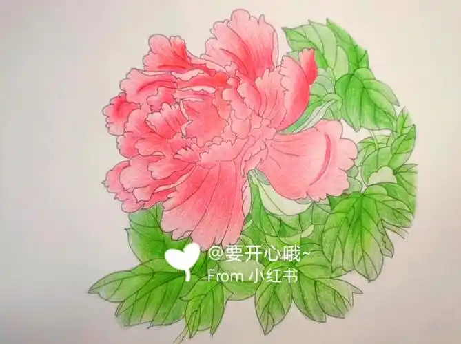 彩铅牡丹花临摹步骤