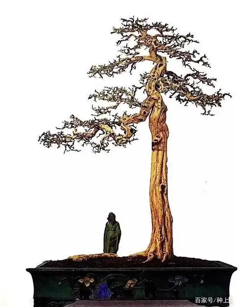 岭南盆景5种造型枝法,轻松打造"多端变化"的盆景作品!