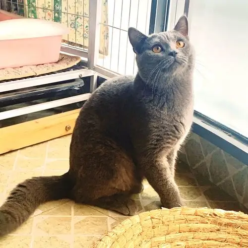 活泼可爱的英短蓝猫弟弟快一岁啦,给它找个蓝白媳妇!