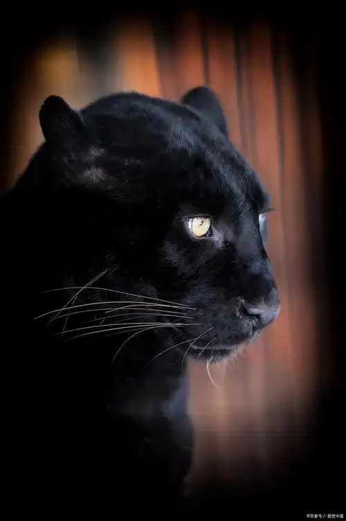 非洲黑豹:神秘的夜行者