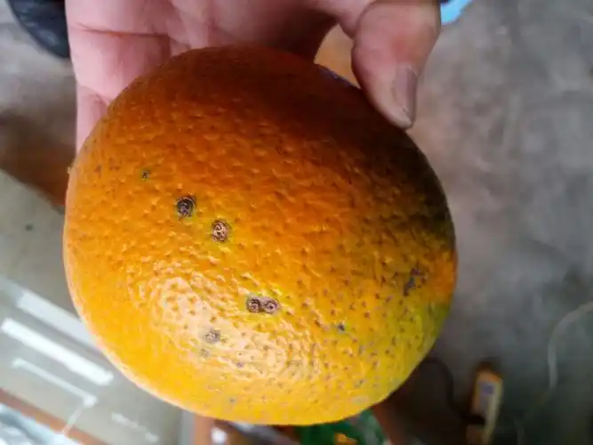 这是脐橙什么病?用什么药防治?