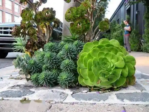 多肉植物最大能有多大,看看花友们的分享吧