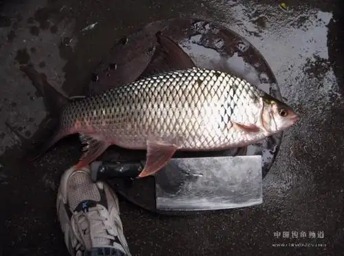 如何分辨什么是土鳞鱼