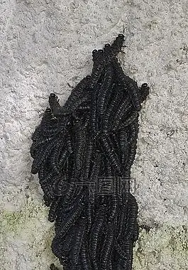 蝴蝶毛毛虫,燕尾毛毛虫免费可商用黑色毛毛虫,蛾,昆虫免费可商用君主