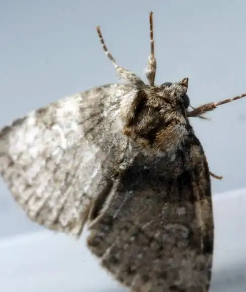 这是什么虫子,杨树上的,求科普