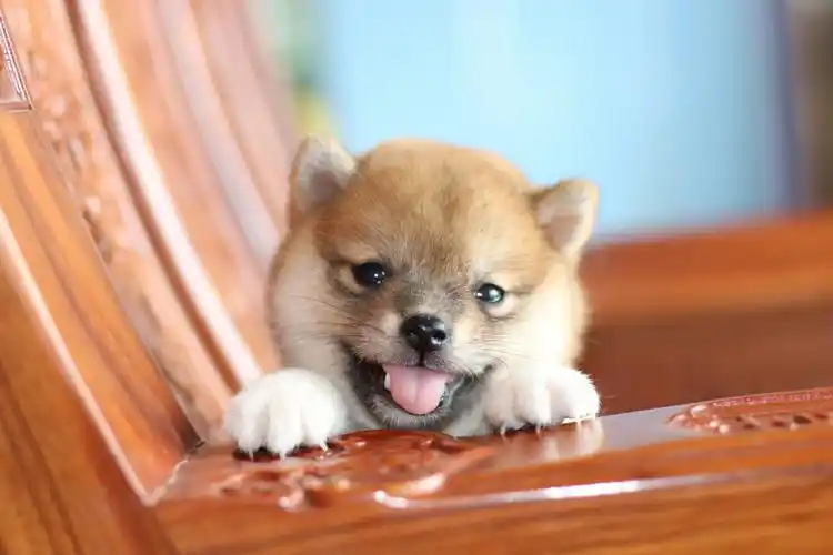 拥有治愈系笑容的弟弟