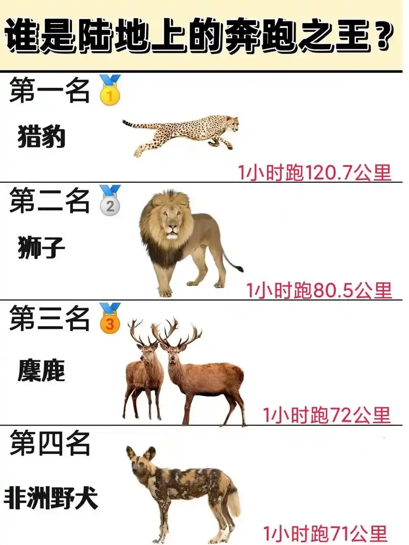 大家看在陆地上动物极限奔跑速度对比 一下#动物赛跑#排名 # - 抖音