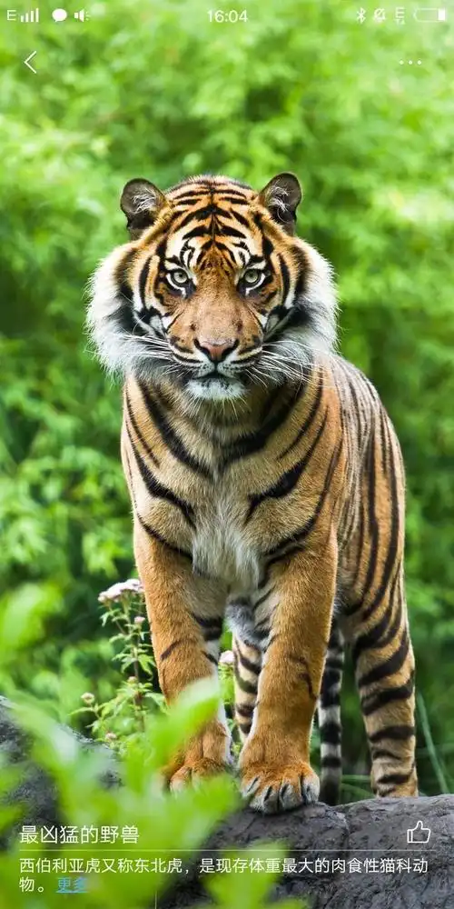 野生动物. - 美篇