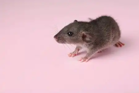 蓬松的小老鼠图片