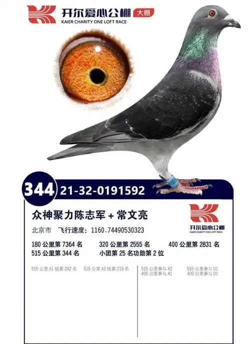 开尔爱心公棚决赛344名 -- 中国信鸽协会官方网站