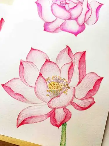 水彩荷花练习208