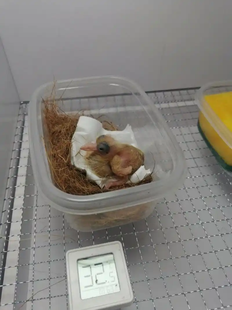 小鸽子出壳第五天 小鸽子出壳第五天,特别能吃,看到我过来就叫个不停