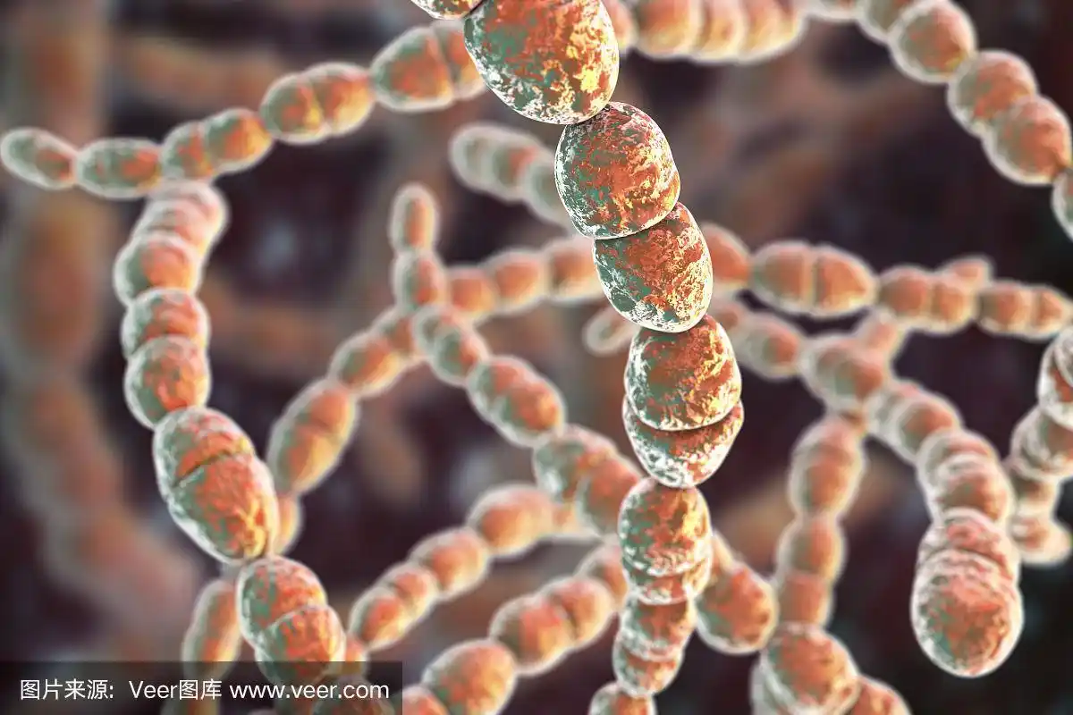 乳酸链球菌细菌