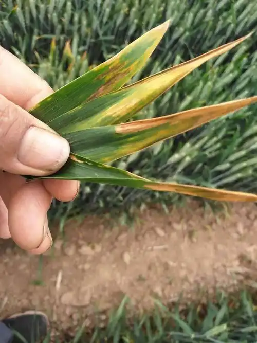 其它 大双说事了 写美篇就最近麦田出现的(根腐型叶枯病)给大家介绍一